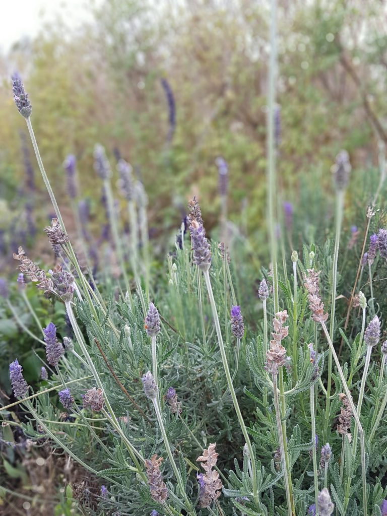 Lavendar growing in the Royal Mail Hotel kitchen garden, photo by Kate Eats