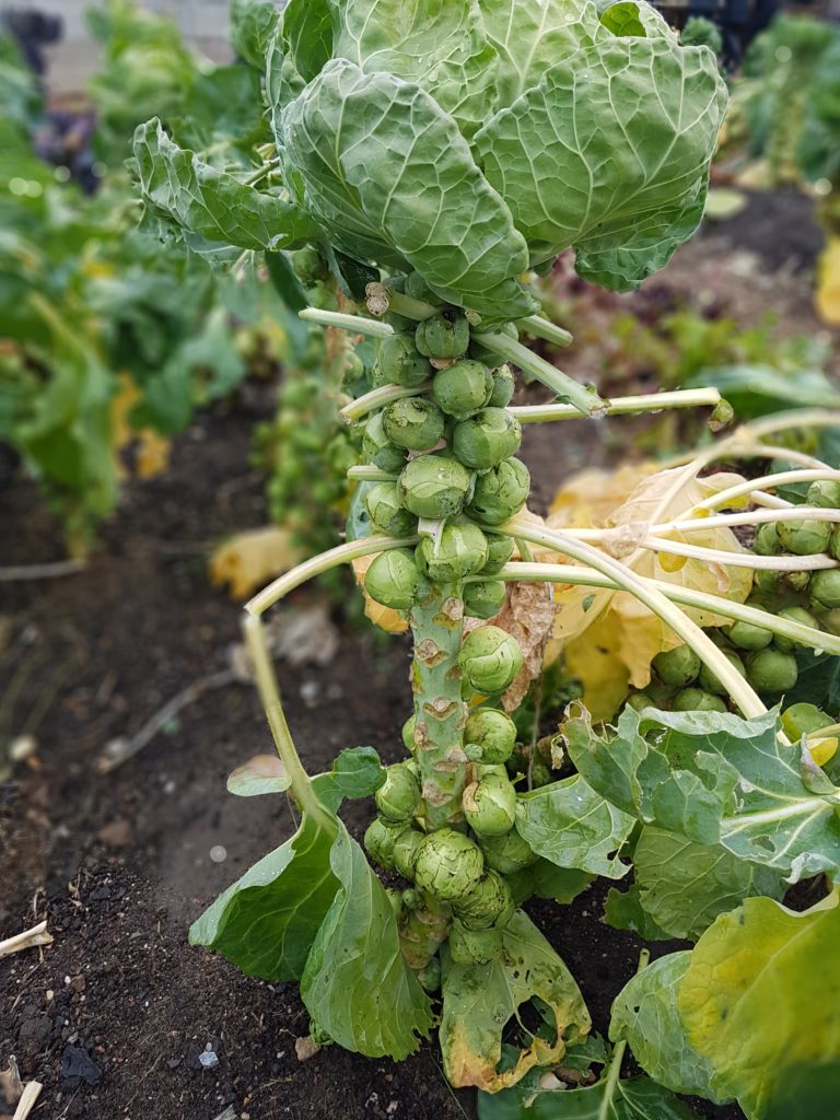 Brussels sprouts, Royal Mail Hotel kitchen garden by Kate Eats