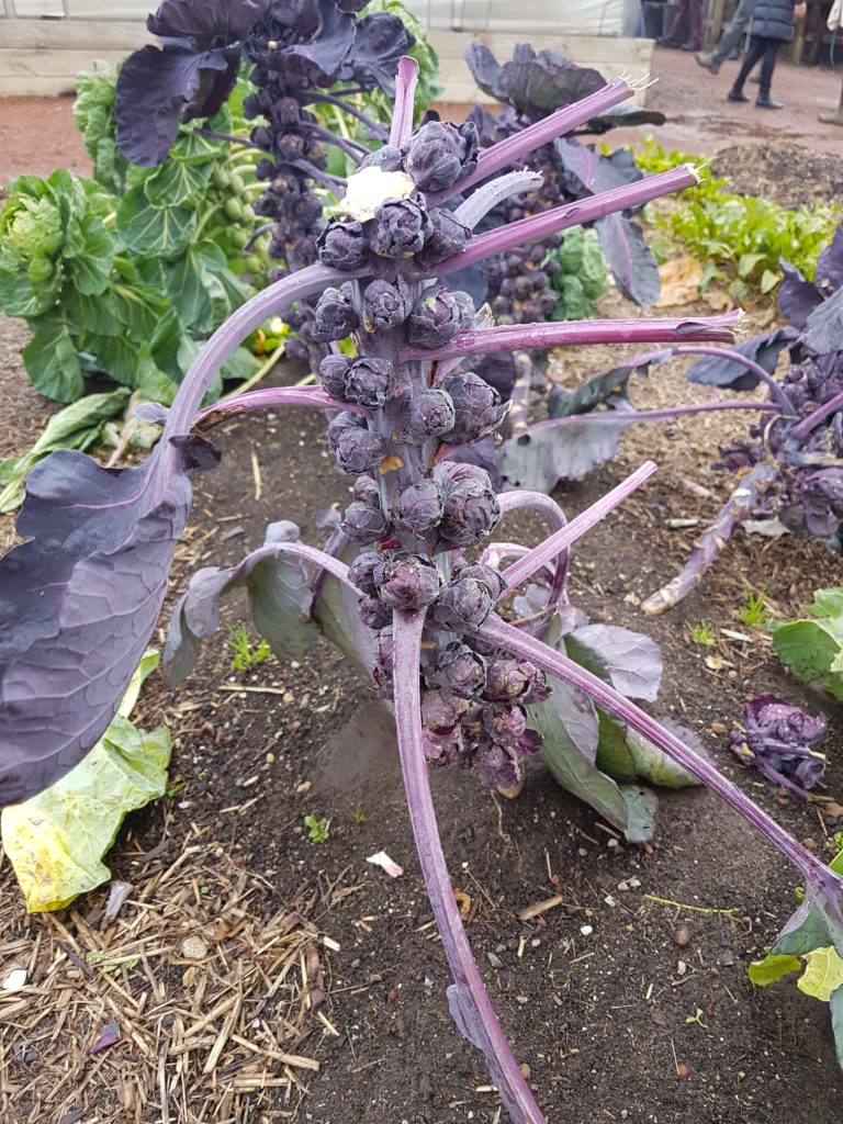 Brussels sprouts, Royal Mail Hotel kitchen garden by Kate Eats