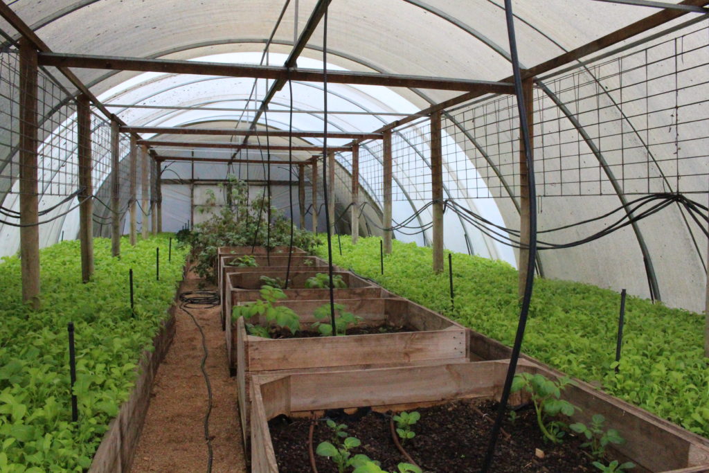 One of the greenhouses in the Royal Mail Hotel's kitchen garden, captured by Kate Eats