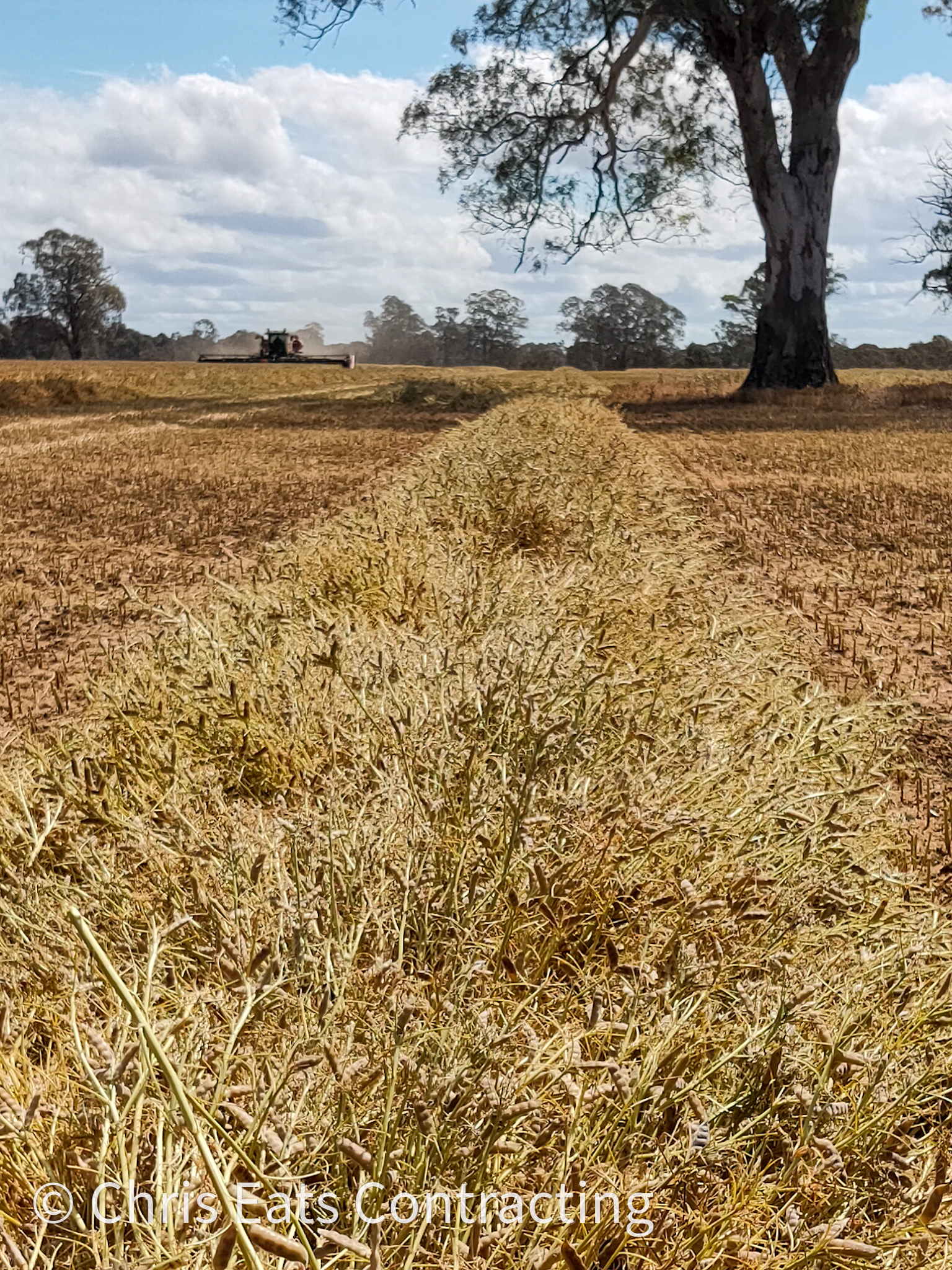 Windrowing and Mowing Services - Chris Eats Contracting