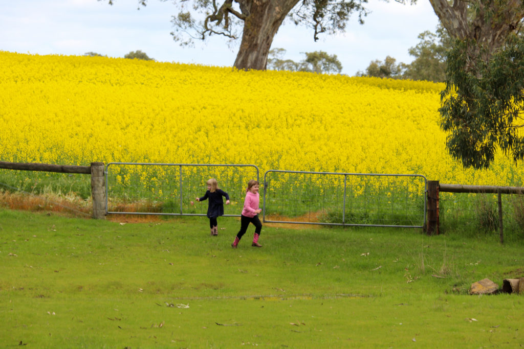 Live the little things, canola fun. Photograph by Kate Eats