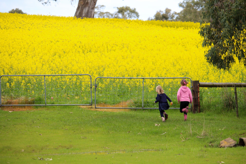 Running to the canola. Photograph by Kate Eats