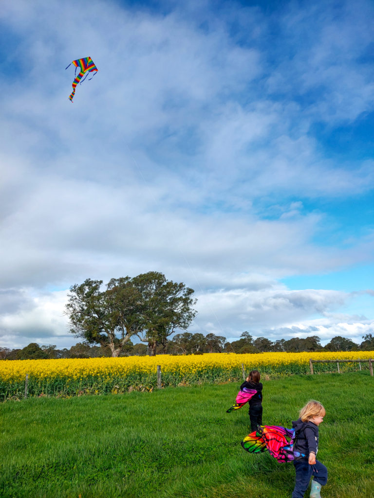 Kite in the canola. Live the little things photograph by Kate Eats